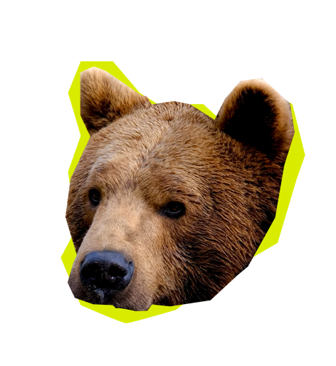 Large image of a bear's head